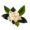 Gardenie